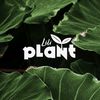 plant.lili