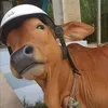 bokhongancolabongu3