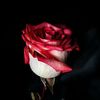 noor179x