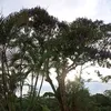 simara.pereira.do