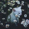 fan_de_los_tulipanes1