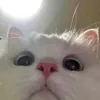 mrredrangerkng