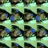 syplyy