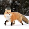 foxy06193