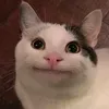 ngocvuhshhzhanzjql