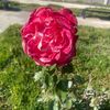 user5409615132726