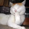 bazoo_0