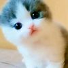 cah.ndeso388