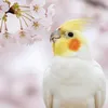 lucky_cockatiel