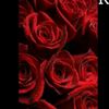 kingqueen24647