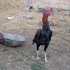 imran_akram_don302