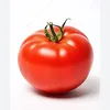 tomato_721