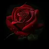 amaboody78