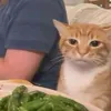 blockcalopblockcatruong