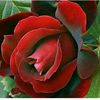 nely.de.marroquin