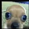 the_conejito330