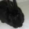 onix_el_conejo