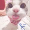qiss_sukamatcha