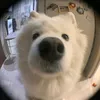 guesswho_