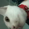 tbang_6