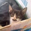 lola_loki_kucing