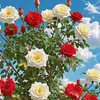 sawsan11..aa