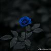 .amra84