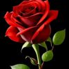 user5221742634021