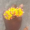 lucky2_17