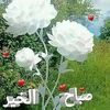abdallah.hassan11