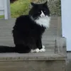 krlsreacts