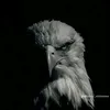 are.abdulla1
