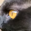 sancara83
