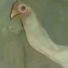 chickendude100