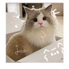 katt04_06
