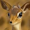 gazelle__511__