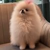 pomeranian.rose