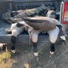 gage_roach22g59