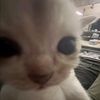 cat054965