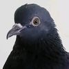manal.abood