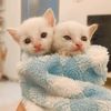 cat.mother4