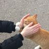 ._kittywony43
