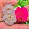waris54326