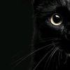 hamed3