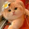 ayesha.siddika35852