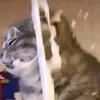 nhinditmemay_10