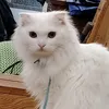 suppocute