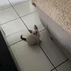 elborniii