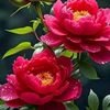 chinni