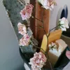 pixoux_3630
